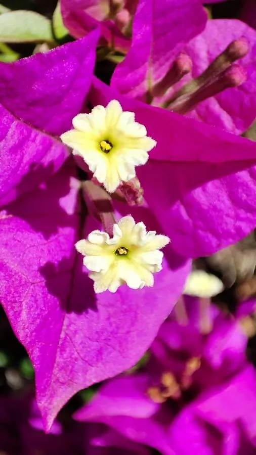 펜션 Finca Verde 루크마호르 스페인